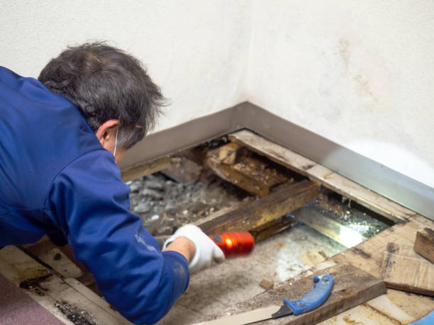 Best Certified Mold Removal  in Kahaluu Keauhou, HI