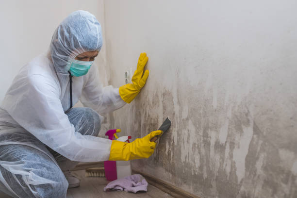 Certified Mold Removal in Kahaluu Keauhou, HI