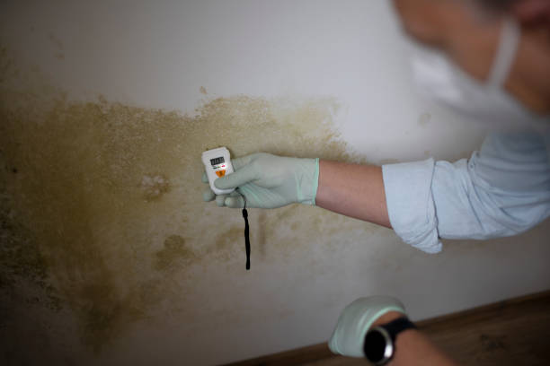 Best Home Mold Removal  in Kahaluu Keauhou, HI