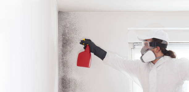 Best Mold Remediation  in Kahaluu Keauhou, HI