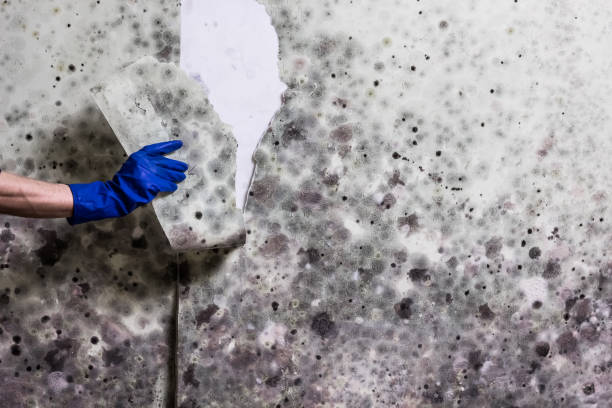 Mold Testing and Removal in Kahaluu Keauhou, HI