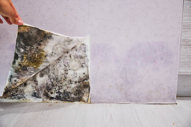 Best Mold Damage Repair  in Kahaluu Keauhou, HI